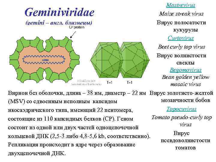 Представитель Семейства Geminiviridae